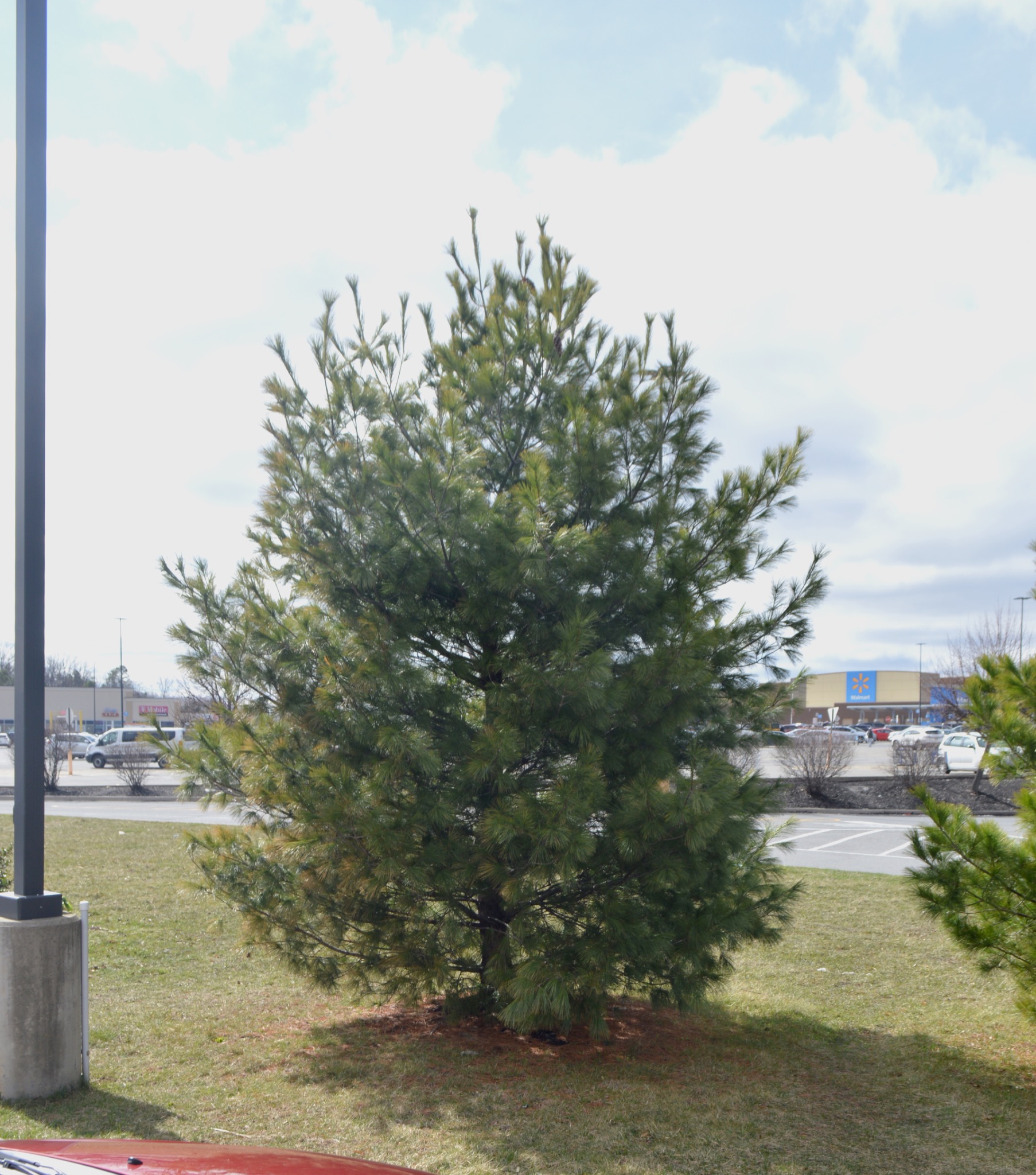 Tree outdoors